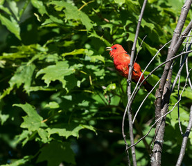 Scarlet Tanager