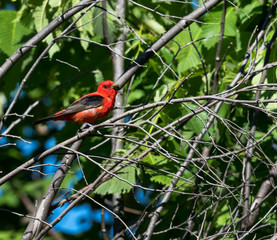 Scarlet Tanager