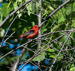 Scarlet Tanager