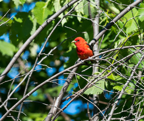 Fototapeta premium Scarlet Tanager