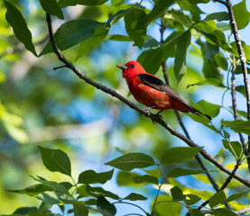 Scarlet Tanager