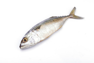 Fresh mackerel fish