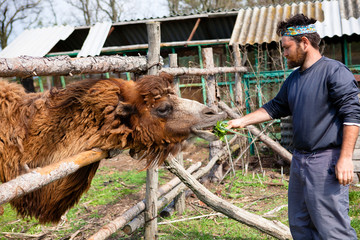 man feeding a camel on the farm
