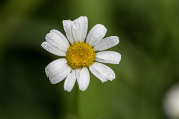 Fototapeta premium White daisy flower after rain with shallow depth of field