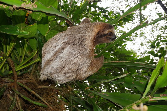 Three-toed sloth animal climbing plant in jungle