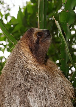 Three-toed sloth head profile in the jungle
