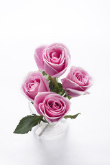 Pink rose in Beaker ,top view