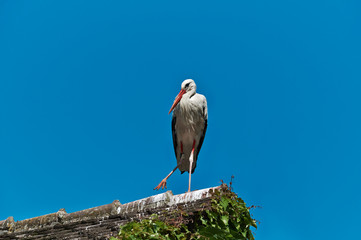 White stork on the roof