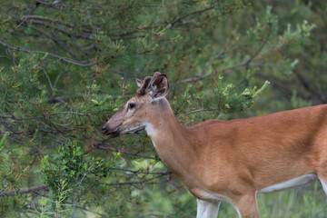 White-tailed Deer in Summer