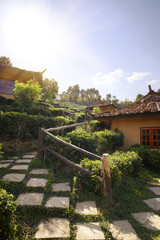 House in the tea field a