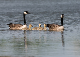 Pair of Canada Geese Swimming with Goslings