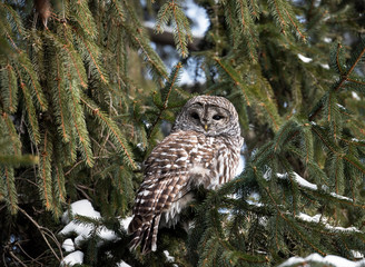 Fototapeta premium Barred Owl in Winter