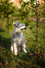 Fototapeta premium One Little cute puppy of Siberian husky dog outdoors