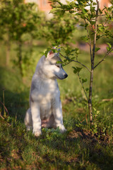 One Little cute puppy of Siberian husky dog outdoors