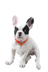 French bulldog puppy on background