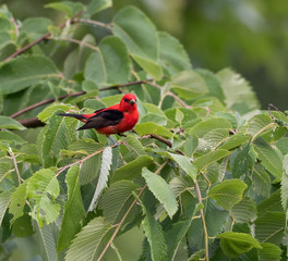 Scarlet Tanager Perched on Tree
