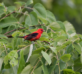 Scarlet Tanager Perched on Tree