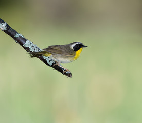 Common Yellowthroat 