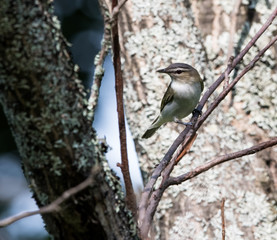 Red-Eyed Vireo