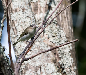 Red-Eyed Vireo