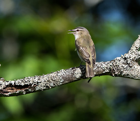 Naklejka premium Red-Eyed Vireo