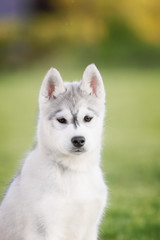 One Little cute puppy of Siberian husky dog outdoors