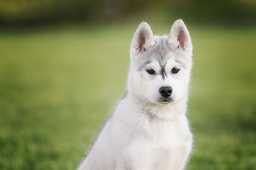 One Little cute puppy of Siberian husky dog outdoors