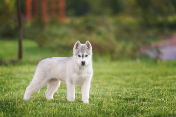 One Little cute puppy of Siberian husky dog outdoors