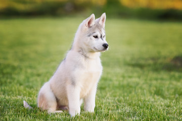 Naklejka na ściany i meble One Little cute puppy of Siberian husky dog outdoors