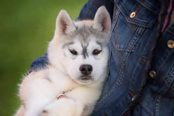 One Little cute puppy of Siberian husky dog outdoors