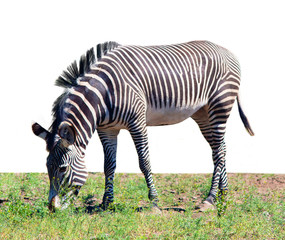 Fototapeta na wymiar zebra eating grass isolated on white