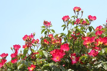 赤いバラ　カクテル