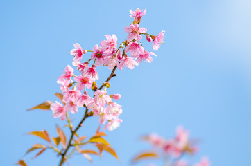 Sakura flowers blooming