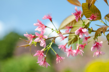Sakura flowers blooming