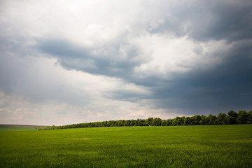green field and blue sky