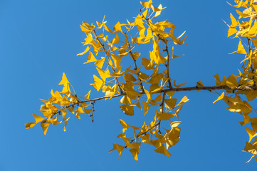 Golden ginkgo leaves against blue sky
