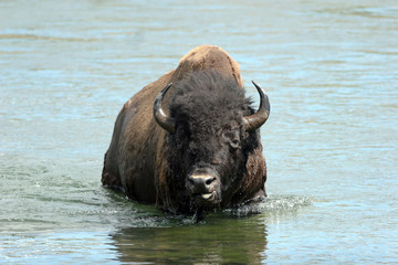 American Bison swims across a river in Yellowstone National Park in Wyoming