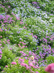 下田公園の紫陽花