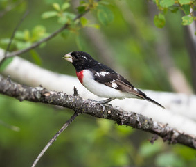 Male Rose-breasted Grosbeak