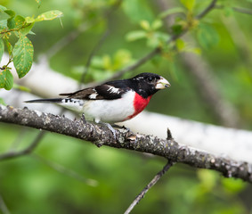 Male Rose-breasted Grosbeak