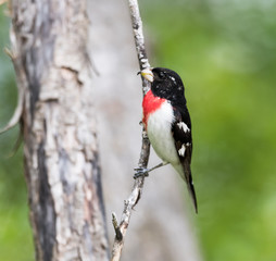 Male Rose-breasted Grosbeak