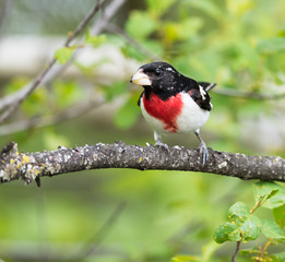 Male Rose-breasted Grosbeak