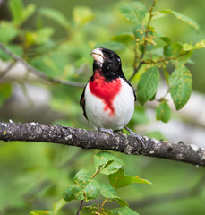 Male Rose-breasted Grosbeak