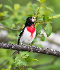 Rose-breasted Grosbeak