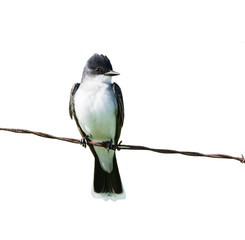 Eastern Kingbird on White Background