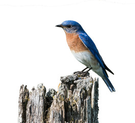 Male Eastern Bluebird on White Background