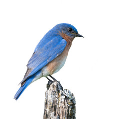 Male Eastern Bluebird on White Background