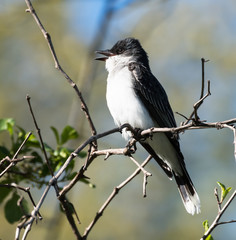 Eastern Kingbird