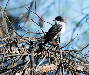 Eastern Kingbird