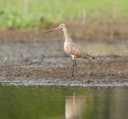 Marbled Godwit